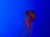 A solitary jellyfish floats gracefully against a deep blue background, its long tentacles trailing delicately in the water.