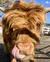 The image shows a close-up of a fluffy Highland cow licking its nose under bright sunlight.