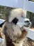 The image shows a close-up of an alpaca's face, distinguished by its fluffy wool and expressive eyes, peering through a white fence.