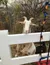 A curious goat peeks through a white fence adorned with colorful lights, with autumn foliage in the background.