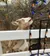A goat with blue eyes appears to be nibbling on a string of colorful lights that are hanging on a white fence.
