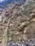 The image displays a rugged cliff face with exposed rocky strata and fallen leaves at the base, indicating a natural, possibly erosive environment.