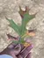 A person is holding a multicolored oak leaf displaying seasonal color change.