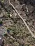 The image shows a group of cats walking through a wooded area with fallen trees and underbrush on a sunny day.