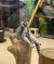 A lemur is sitting on a wooden structure inside a zoo or wildlife enclosure.