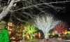 A scene of trees and shrubs adorned with colorful holiday lights brightens a nighttime street.