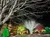 A scene of trees and shrubs adorned with colorful holiday lights brightens a nighttime street.