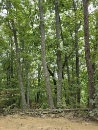 A wooded area with tall, leafy trees and a dirt-covered forest floor.