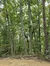 A wooded area with tall, leafy trees and a dirt-covered forest floor.