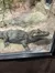 A crocodile is resting inside an enclosure with rocky surroundings and some hanging plants.