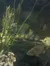 The image shows fish swimming in an aquarium with aquatic plants and rocks.