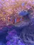 A clownfish is nestled among vibrant anemones in a colorful underwater scene.