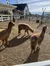 Three alpacas stand in a sunny outdoor pen with a barn and mountains in the background.