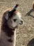 A young alpaca with fluffy, brown and white fur is standing on a patchy ground of straw.