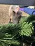 A person pets a small pony through a fence beside some artificial greenery.