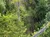 The image shows a dense area of lush green foliage and trees surrounding a steep dirt embankment.