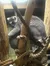 A lemur is perched on thick wooden branches intertwined with ropes.