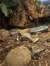 A lizard is resting on a bed of wood chips and rocks in a terrarium with leafy plants and a small dish nearby.