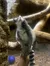 A lemur is sitting on a branch inside an enclosure, looking up to the left.