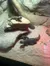 Two lizards are resting on rocks and sand in a desert-like enclosure.