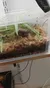 A terrarium contains plants and moss with a piece of wood, possibly housing a hidden creature.