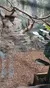 A sloth is hanging upside down from branches in a rocky, forest-themed enclosure.
