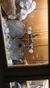 The image shows a display case containing large geode slices, colorful agate slices, and a cluster of white crystals on wooden shelves.