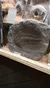 The image shows a display of various fossils, including a prominently featured trilobite fossil encased in a rock, set in a museum-style exhibit.