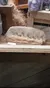 The image shows a display of a fossilized mosasaur jaw with sharp teeth, placed among other objects in a wooden case.