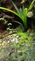 The image depicts a small, vibrant blue frog nestled among green plants and mossy rocks.