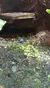 The image shows a small, vibrant blue frog on a mossy, pebble-strewn ground in a naturalistic setting.