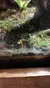 A small frog with bright yellow and black markings is situated on a mossy, natural forest floor setting.