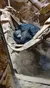 A black-furred bearcat is sleeping in a hammock.