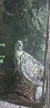 A sea turtle is swimming near a textured rock surface underwater.