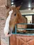 A brown horse with a white stripe on its face is standing inside a wooden stable.