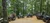 A group of people wearing helmets are on ATVs in a forested area, with one person taking photos.