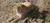 A lion is lying down on the grass behind a chain-link fence.