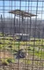 A tiger is lying on the grass inside a fenced enclosure with a shelter in the background.