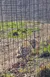 A tiger rests on the ground behind a wire fence in a grassy enclosure.