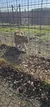A tiger is walking inside a fenced enclosure on a sunny day.
