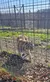 A tiger is walking inside a fenced enclosure on a sunny day.