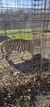 A tiger is walking inside a metal cage on a sunny day.