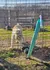 A white tiger is standing in an outdoor enclosure, behind a wire fence.