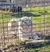 A light-colored tiger is laying on the ground inside a fenced enclosure.