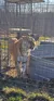 A large tiger is standing in an enclosed area with metal fencing and appears to be near a water tank.