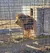 A lion stands inside a large outdoor enclosure with wire fencing and shade.