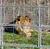 A lion is lying on the grass behind a metal fence in an outdoor enclosure.