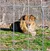 A lion is lying on the grass behind a large wire fence.