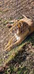 A lion is lying on the ground behind a metal fence.