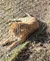 A lion is lying down in a sunny patch of grass behind a metal fence.